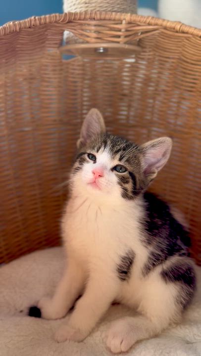 Enlarge Biscotti , an adopted Domestic Short Hair in Ramsey, NJ video 3/6