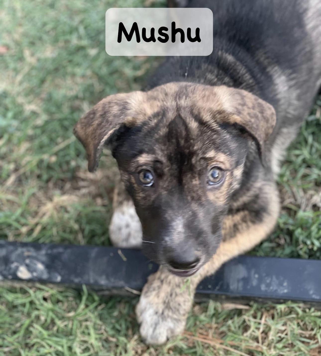 Enlarge Mushu, a Adoptable mixed breed in Bixby, OK image 6/6