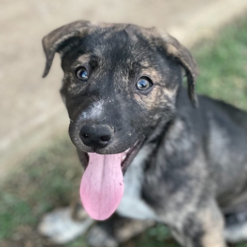 Enlarge Mushu, a Adoptable mixed breed in Bixby, OK image 1/6