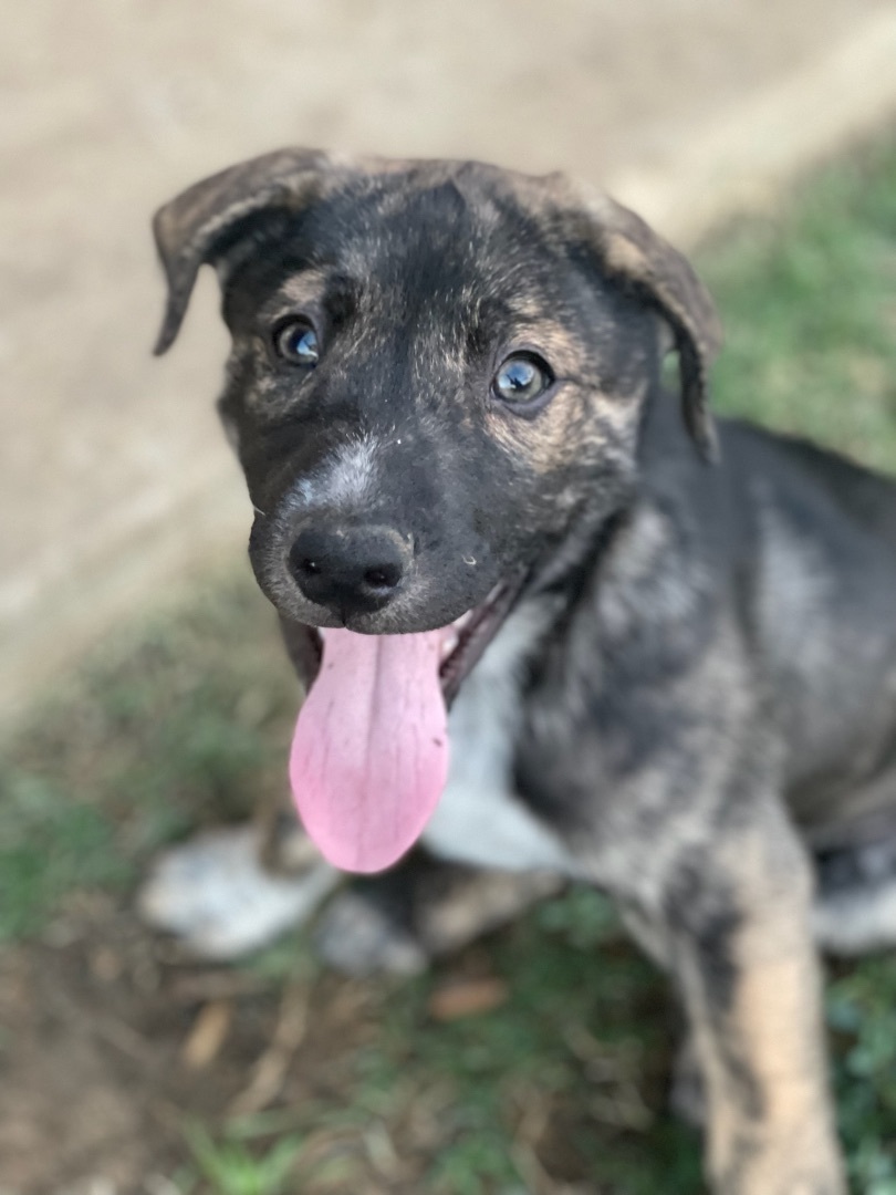 Mushu, a Adoptable mixed breed in Bixby, OK image 5/9