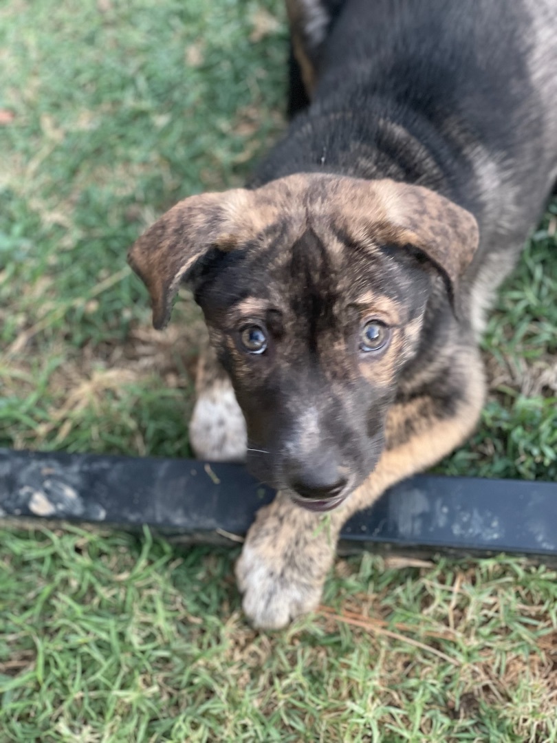 Enlarge Mushu, a Adoptable mixed breed in Bixby, OK image 7/9