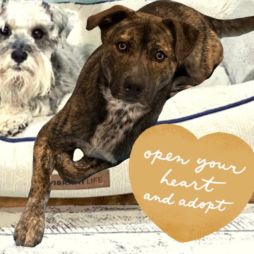 Mushu, Adoptable, Young Male Husky & Plott Hound.