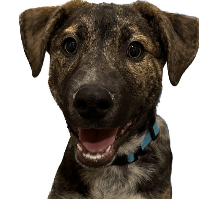 Enlarge Mushu, a Adoptable mixed breed in Bixby, OK image 8/9