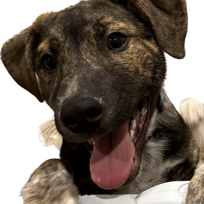 Enlarge Mushu, a Adoptable mixed breed in Bixby, OK image 9/9