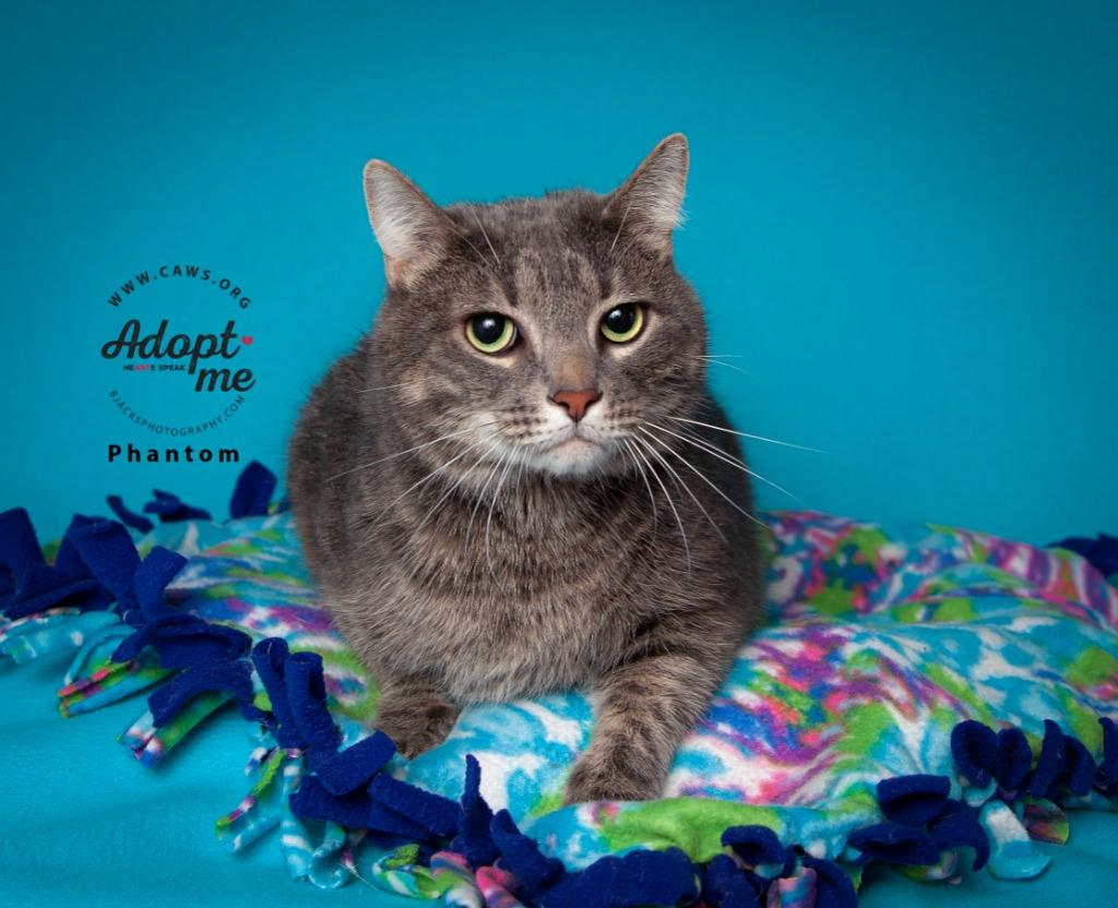 Phantom, Adoptable, Adult Male Domestic Short Hair.