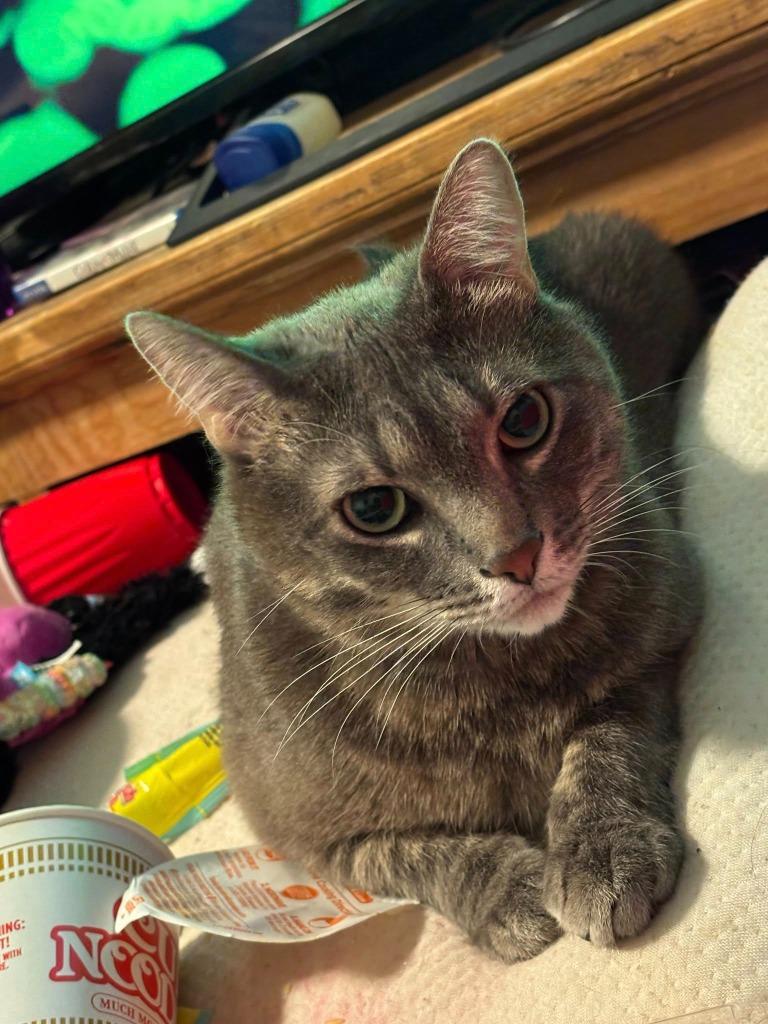 Phantom, a Adoptable mixed breed in Salt Lake City, UT image 3/4