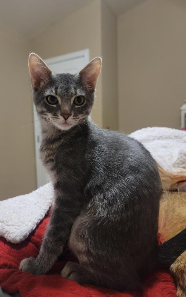 Phantom, a Adoptable mixed breed in Salt Lake City, UT image 4/4