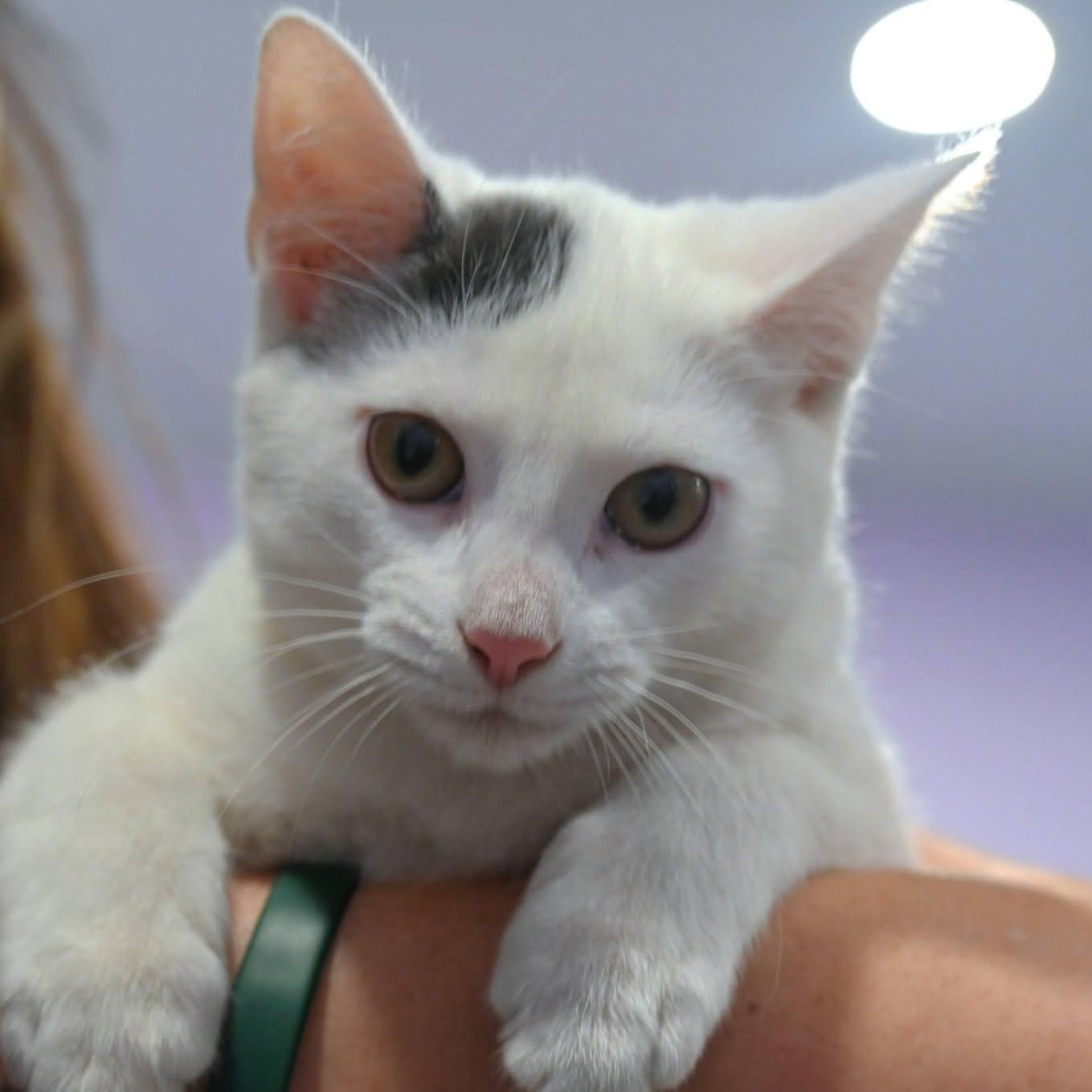 Enlarge Donnie, an adopted mixed breed in South Park, PA image 3/5
