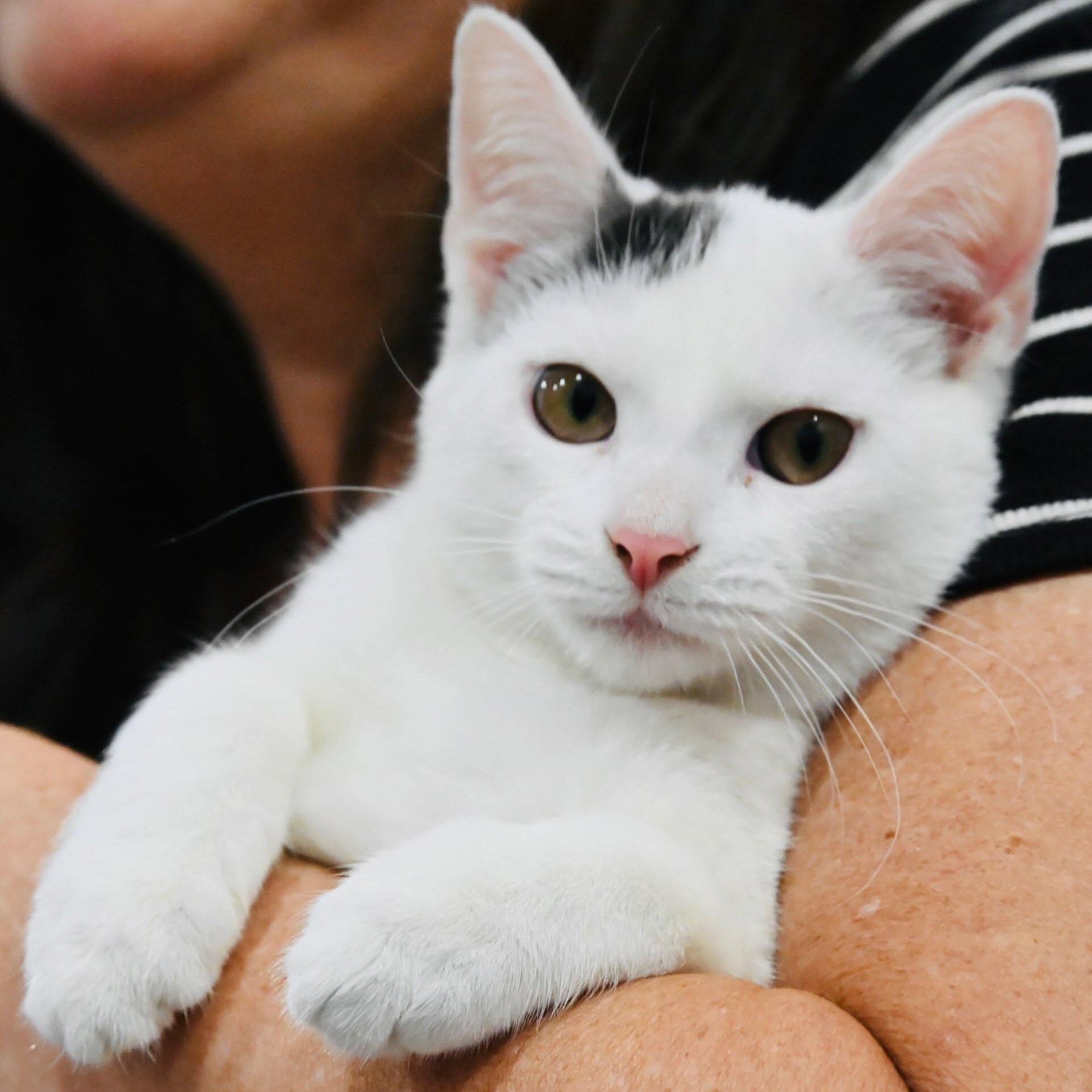 Donnie, adopted, Kitten Male Domestic Short Hair.
