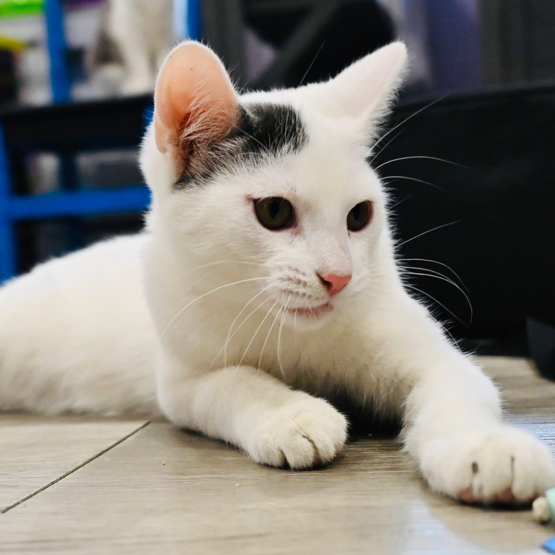 Enlarge Donnie, an adopted mixed breed in South Park, PA image 5/5