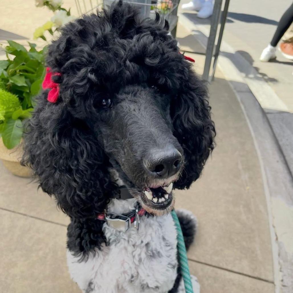 Enlarge Ellie (Ellie Bean), a Adoptable Standard Poodle in Weatherford, TX image 1/1