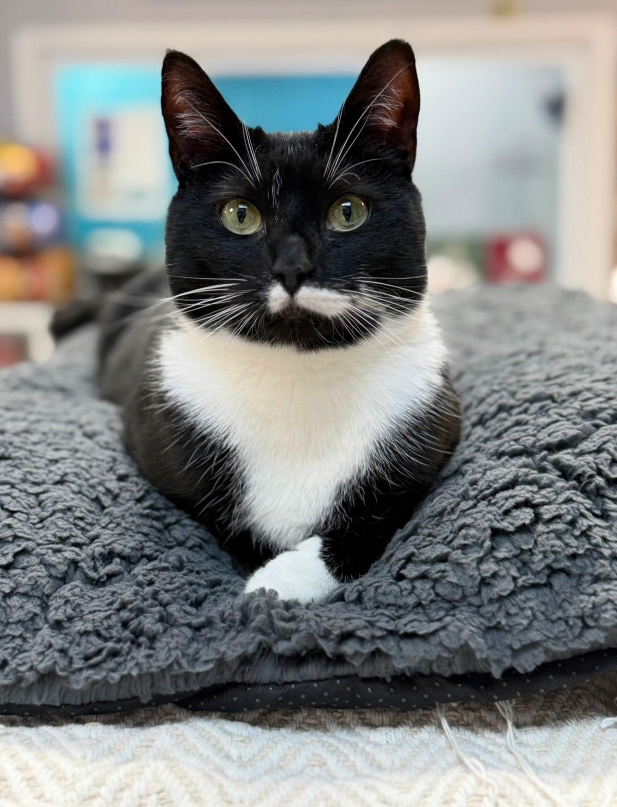 Mahogany, a Adoptable Domestic Short Hair in Newtown Square, PA image 2/3