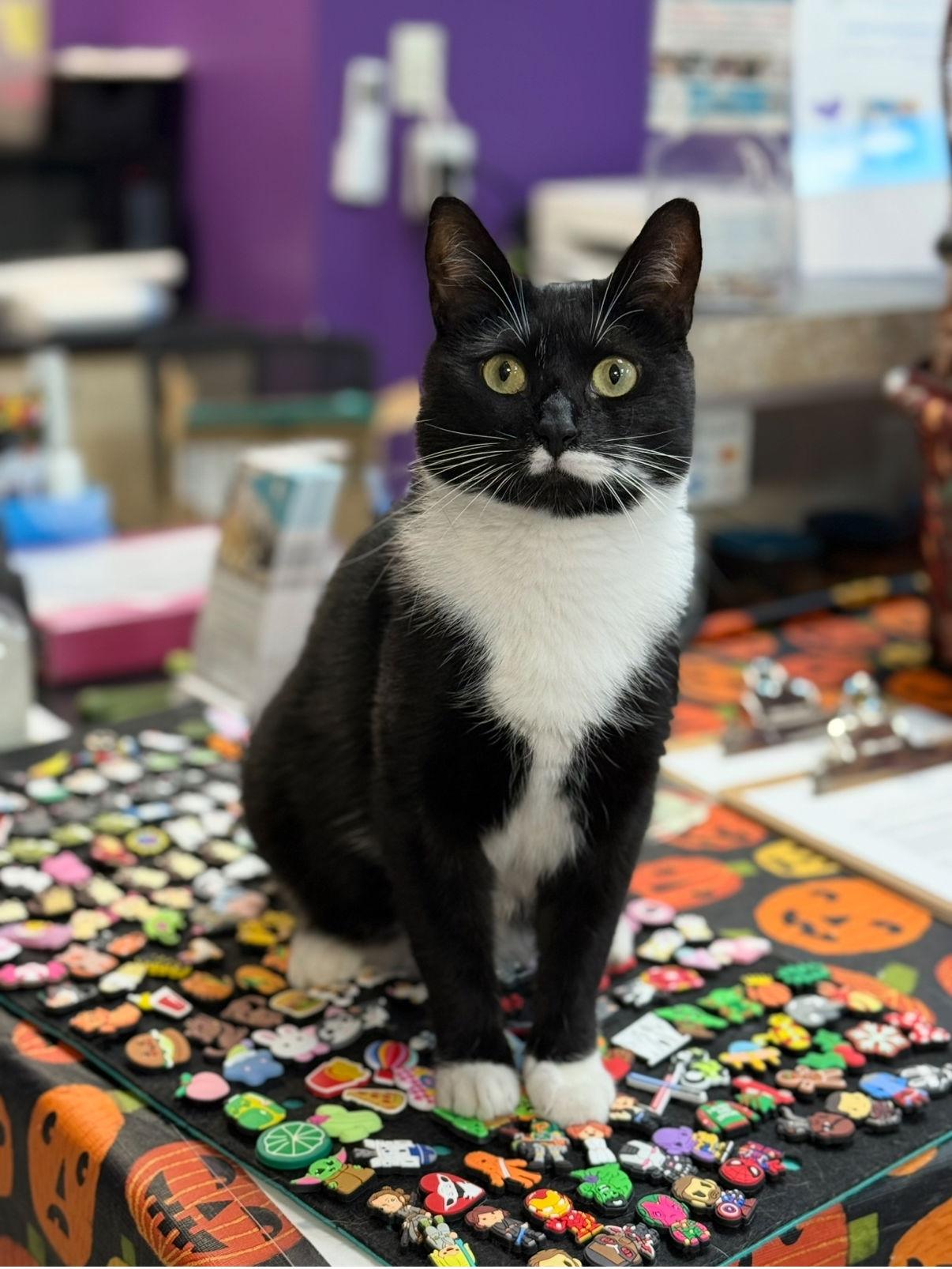 Enlarge Mahogany, a Adoptable Domestic Short Hair in Newtown Square, PA image 2/3