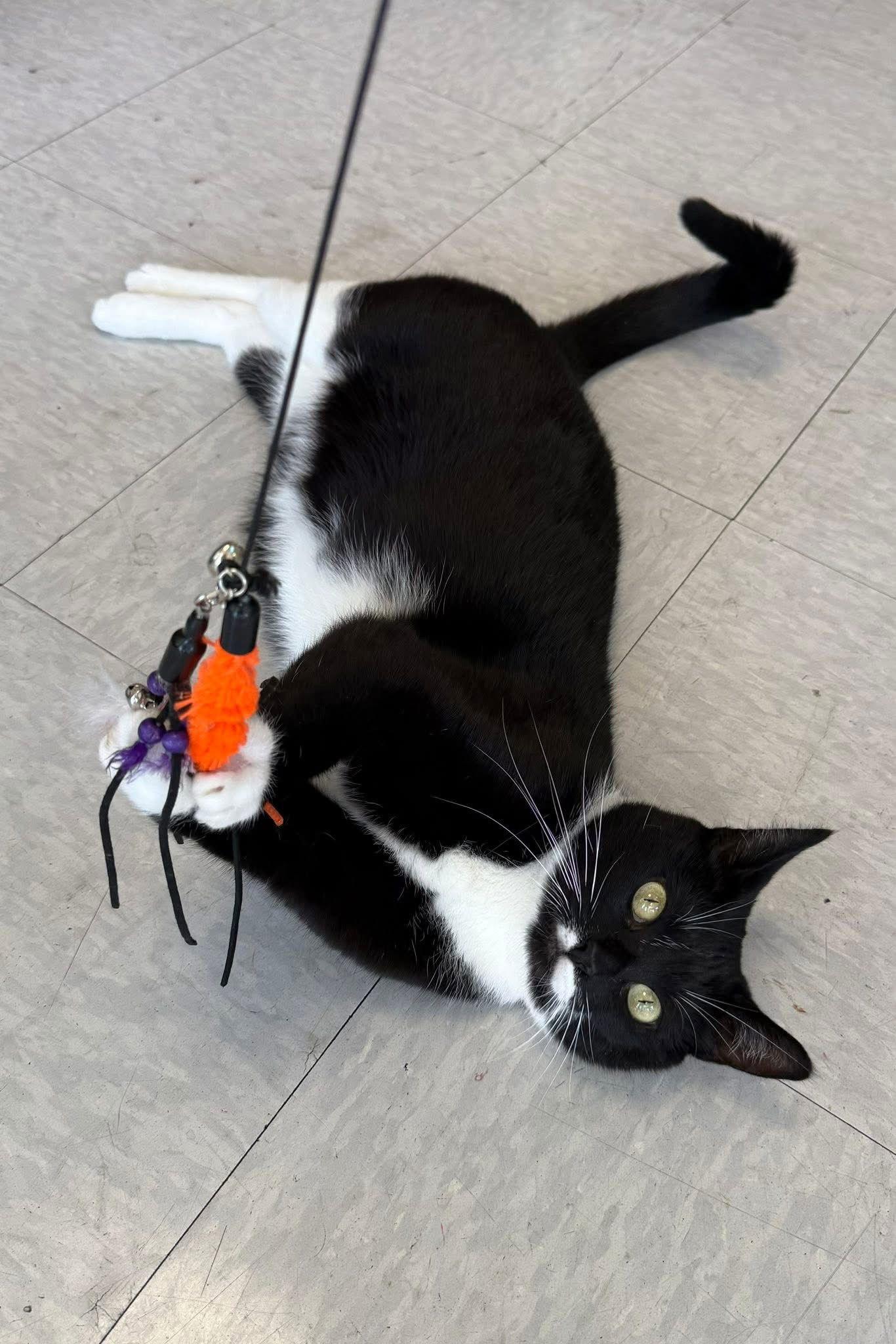 Enlarge Mahogany, a Adoptable Domestic Short Hair in Newtown Square, PA image 3/3