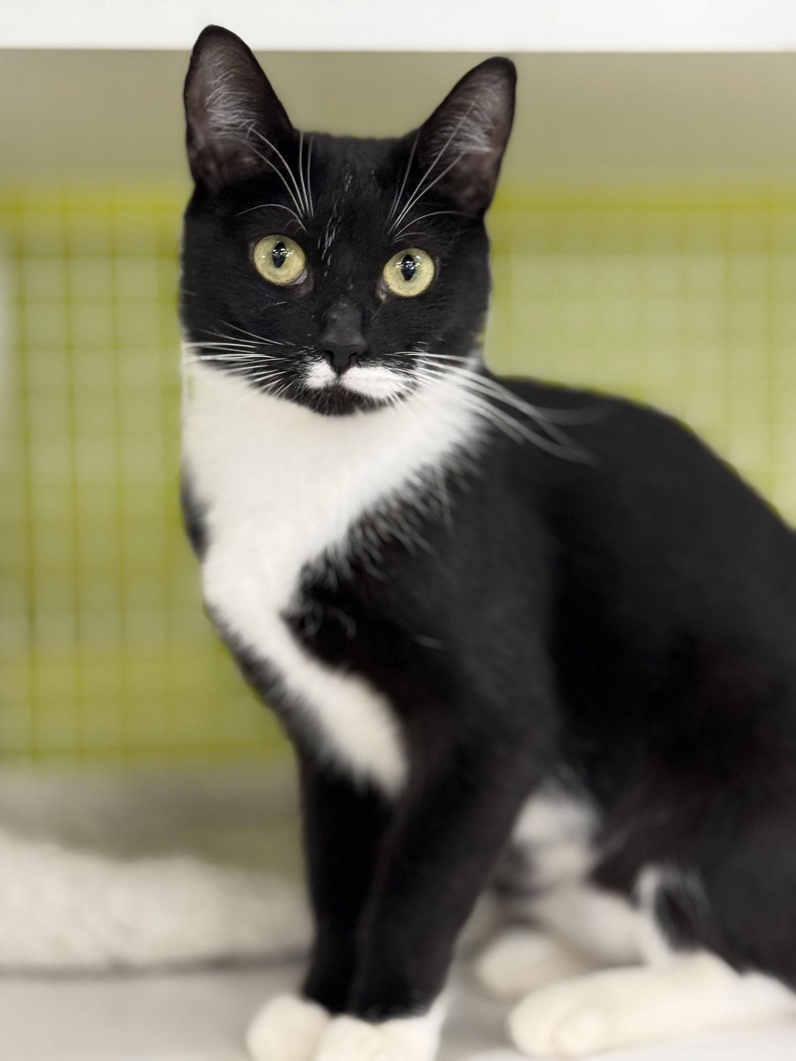 Enlarge Mahogany, a Adoptable Domestic Short Hair in Newtown Square, PA image 2/3