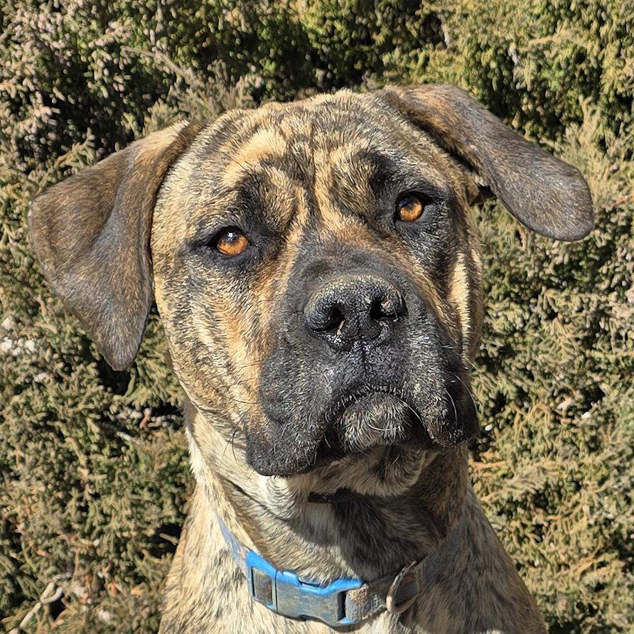Enlarge Absolutely Darling Ms Ahmey ~ Mild Mannered Mastiff !, a ADOPTABLE Mastiff in Albuquerque, NM image 1/2