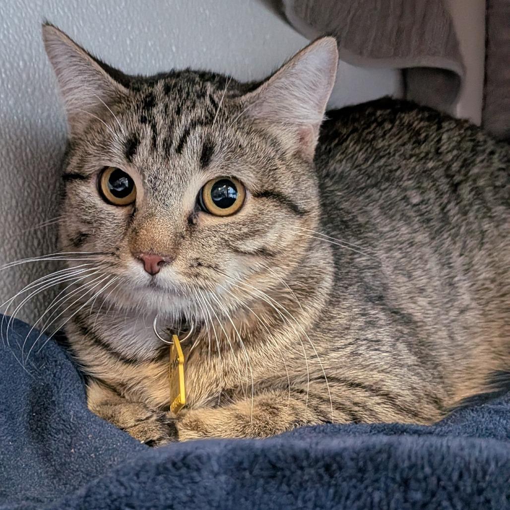 Espresso-$50, Adoptable, Young Female Domestic Short Hair.