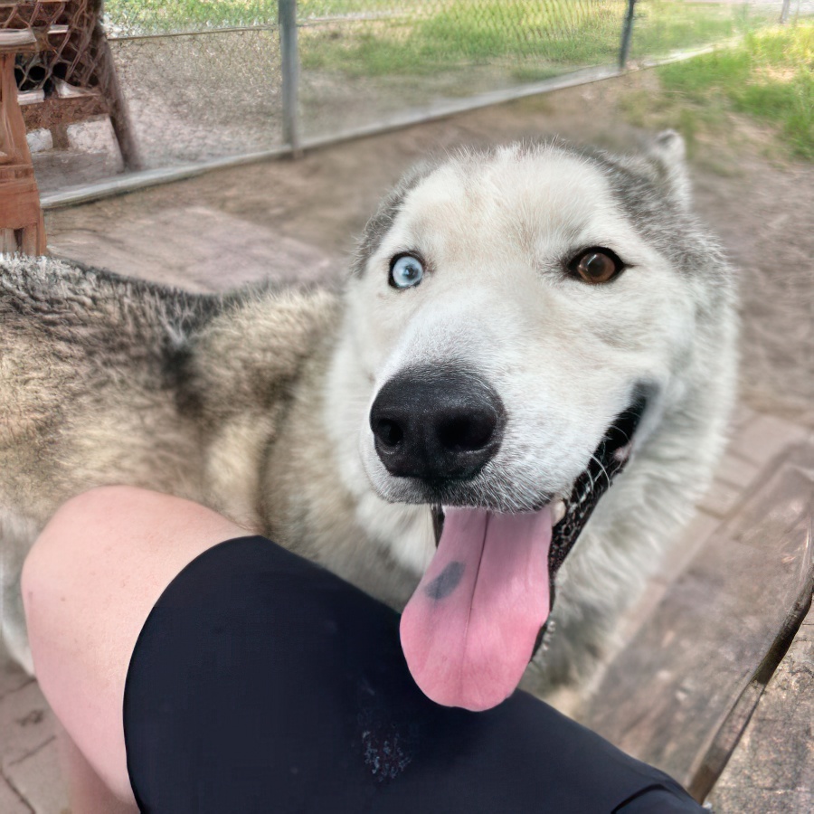 Enlarge Coco 2, a Adoptable Siberian Husky in Myrtle Beach , SC image 3/6