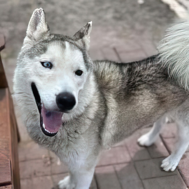 Enlarge Coco 2, a Adoptable Siberian Husky in Myrtle Beach , SC image 4/6