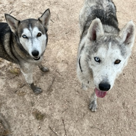 Enlarge Coco 2, a Adoptable Siberian Husky in Myrtle Beach , SC image 5/6