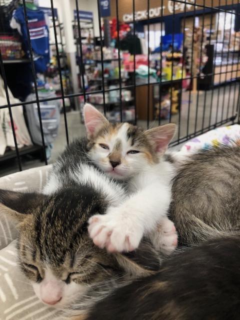 Enlarge Fluffy, an adopted Calico in Monrovia , CA image 5/6