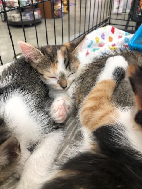 Enlarge Fluffy, an adopted Calico in Monrovia , CA image 4/6