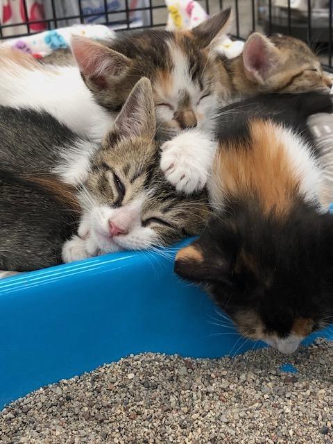 Enlarge Fluffy, an adopted Calico in Monrovia , CA image 6/6