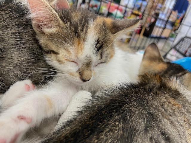 Enlarge Fluffy, an adopted Calico in Monrovia , CA image 3/6