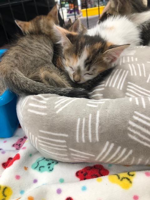 Enlarge Fluffy, an adopted Calico in Monrovia , CA image 2/6