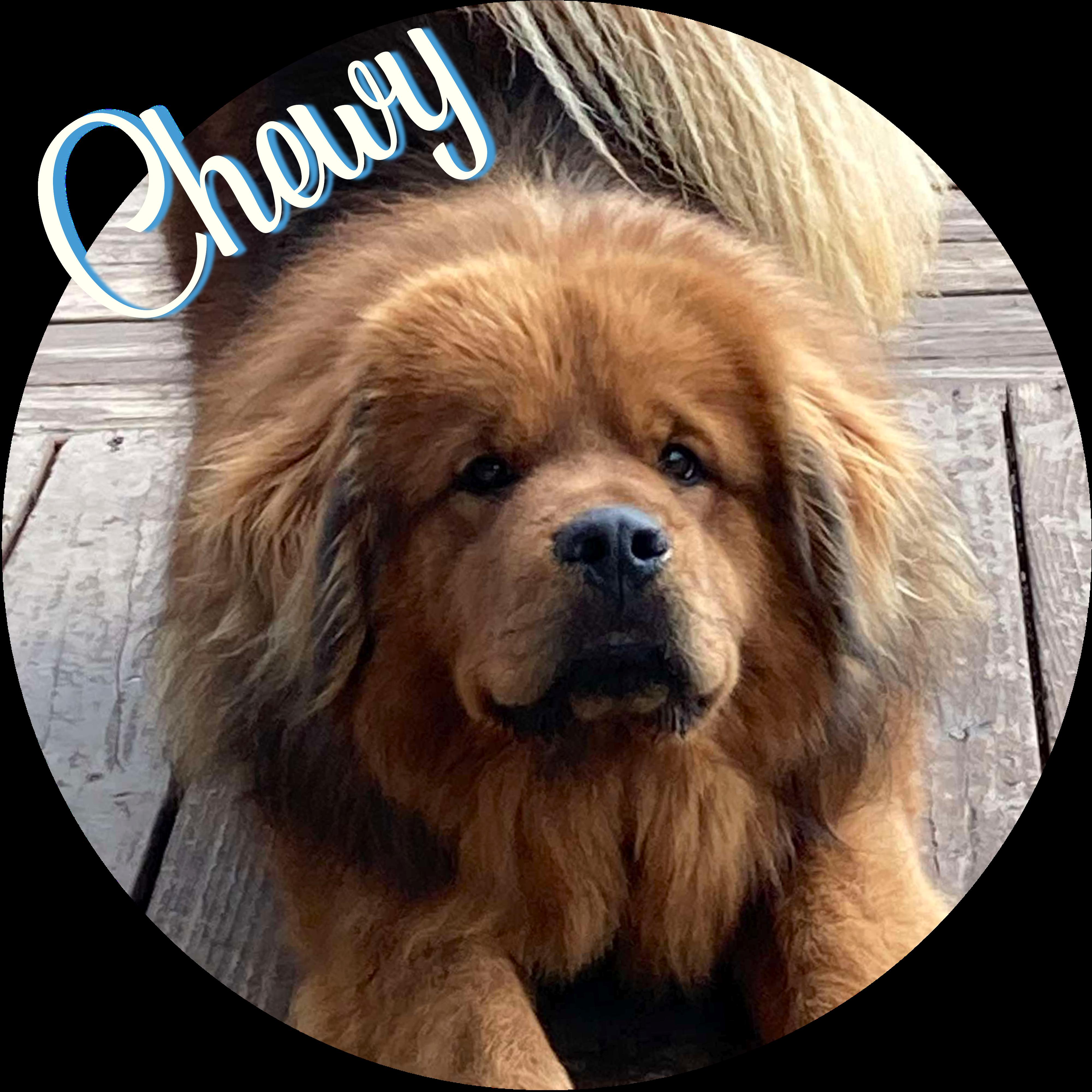 Chewy, Adopted, Young Male Tibetan Mastiff.