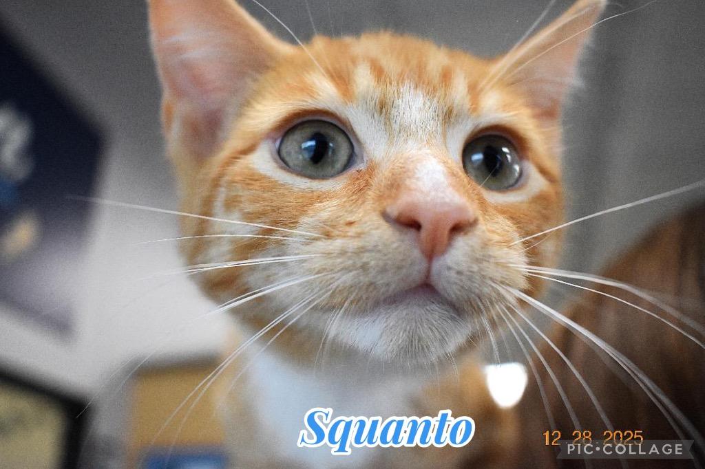 Enlarge Squanto, a Adoptable mixed breed in Fort Oglethorpe, GA image 1/5