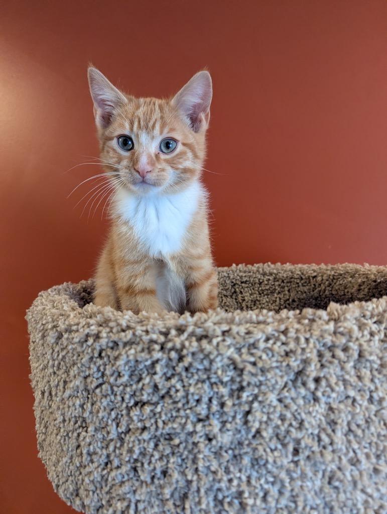 Enlarge Squanto, a Adoptable mixed breed in Fort Oglethorpe, GA image 2/5