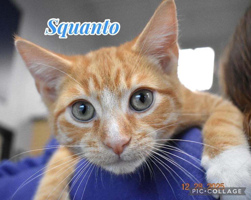 Enlarge Squanto, a Adoptable mixed breed in Fort Oglethorpe, GA image 3/5