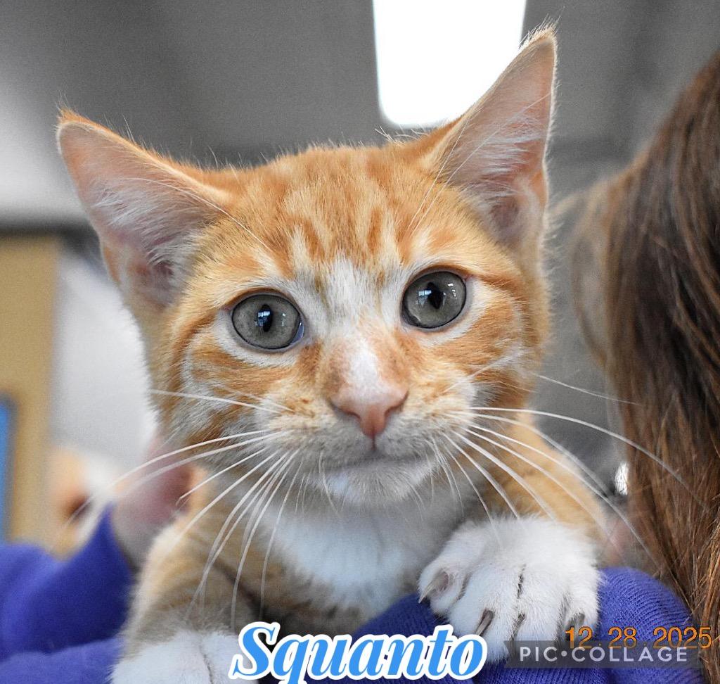 Enlarge Squanto, a Adoptable mixed breed in Fort Oglethorpe, GA image 4/5