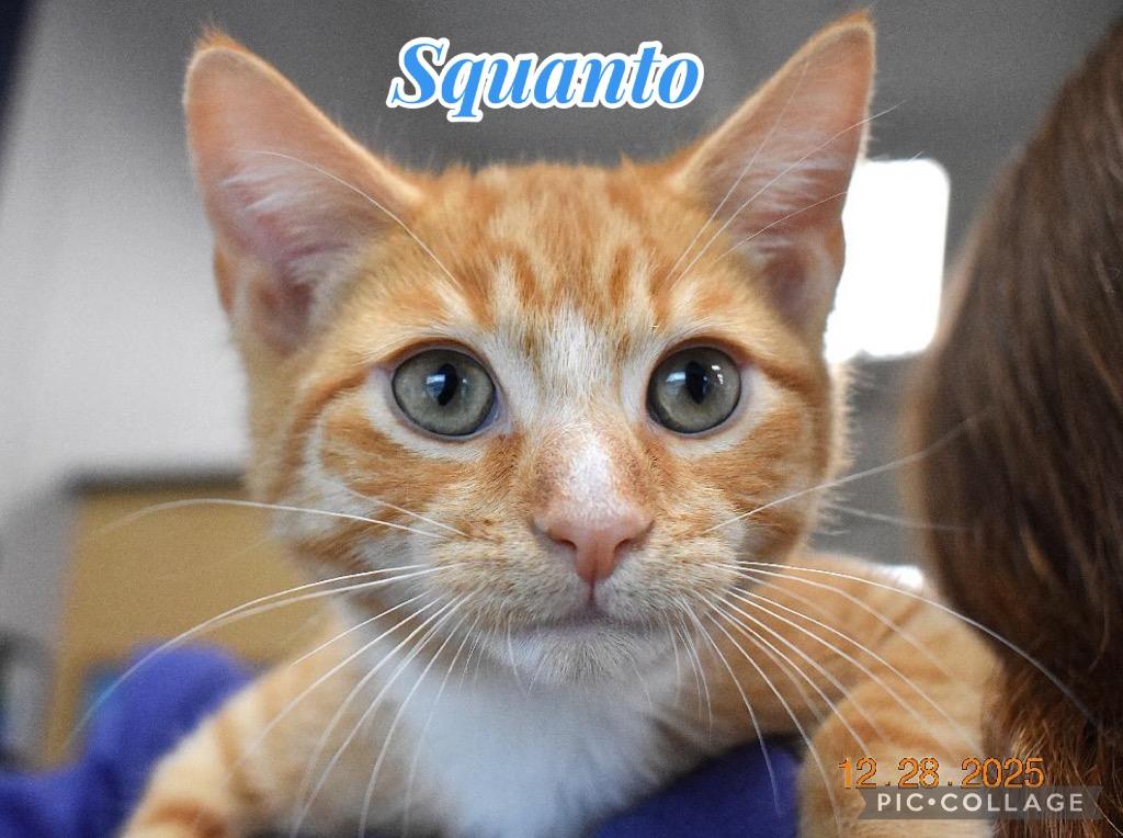 Enlarge Squanto, a Adoptable mixed breed in Fort Oglethorpe, GA image 5/5