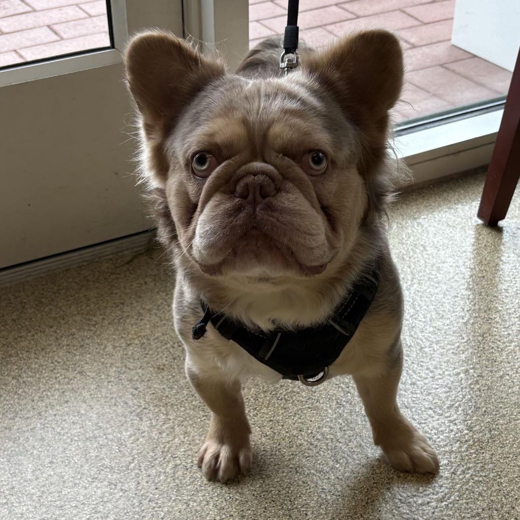 Cash, Adoptable, Adult Male French Bulldog.