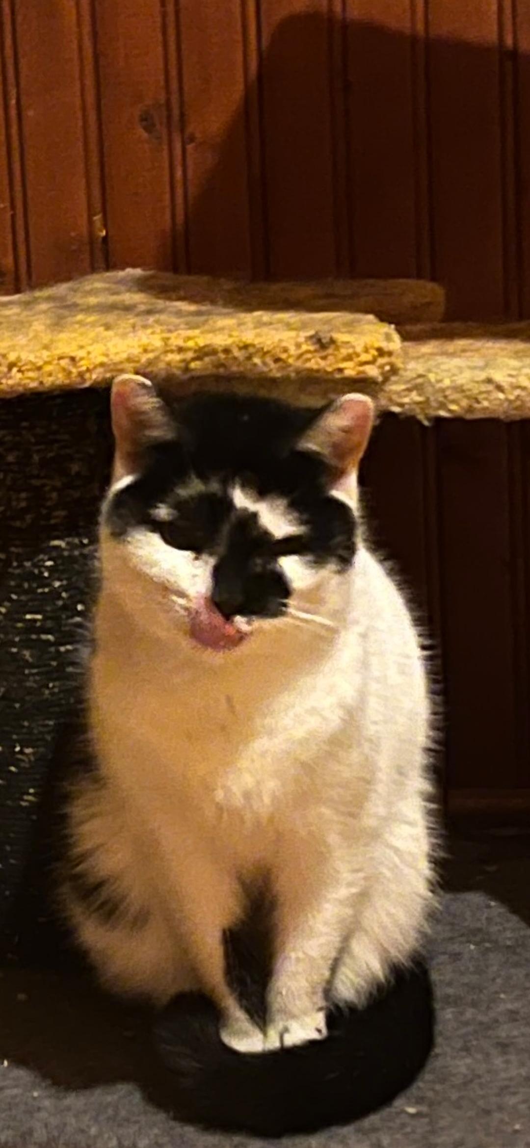 Pebbles, ADOPTABLE, Adult Female American Shorthair.