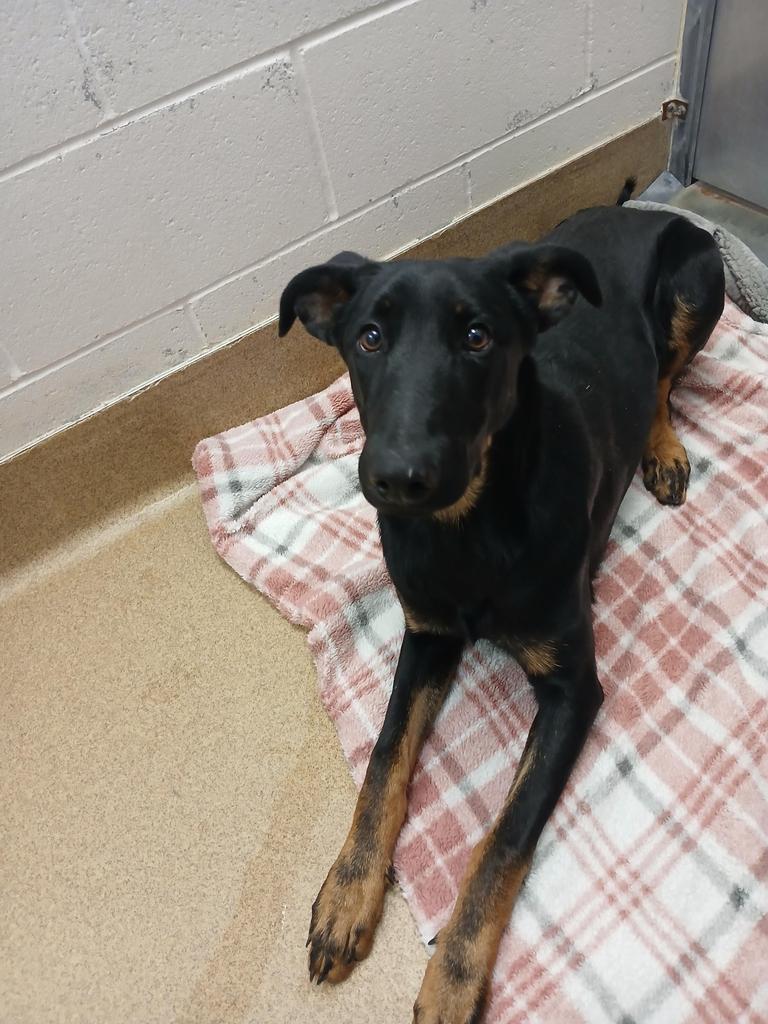 Myrtle, Adoptable, Puppy Female Mixed Breed.