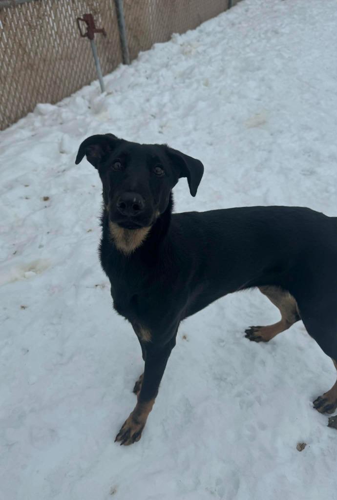 Enlarge Myrtle, a Adoptable Mixed Breed in Grand Forks, ND image 3/4