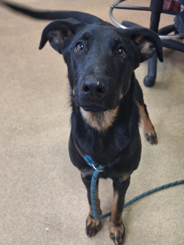 Enlarge Myrtle, a Adoptable Mixed Breed in Grand Forks, ND image 4/4