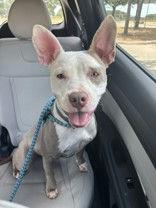 Sophia, Adopted, Young Female Pit Bull Terrier.