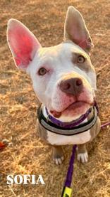 Enlarge Sophia, a Adopted Pit Bull Terrier in Denton, TX image 4/4
