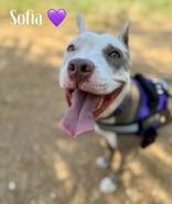 Enlarge Sophia, a Adopted Pit Bull Terrier in Denton, TX image 2/4