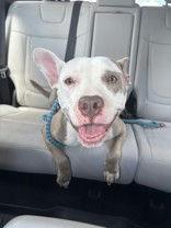 Enlarge Sophia, a Adopted Pit Bull Terrier in Denton, TX image 3/4