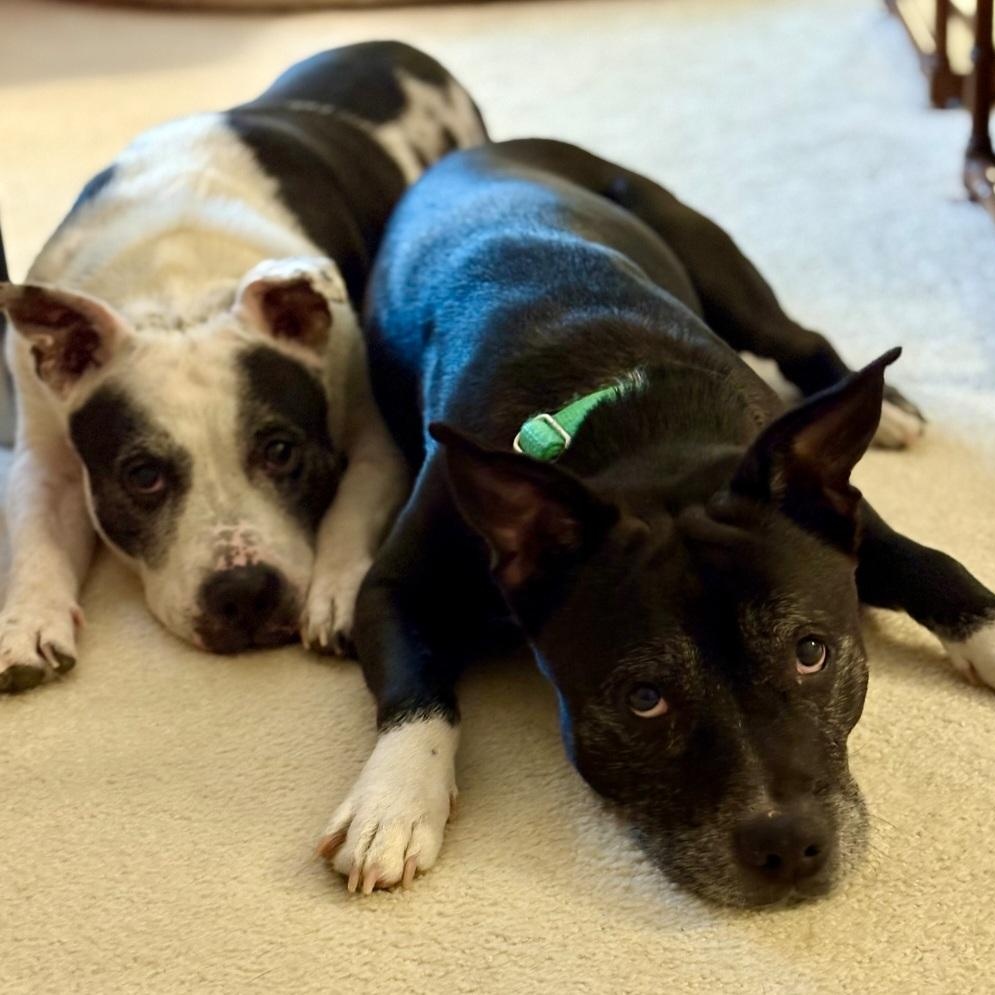 BETTY & BOOTSY (BONDED SENIOR SISTERS) — thumbnail 2