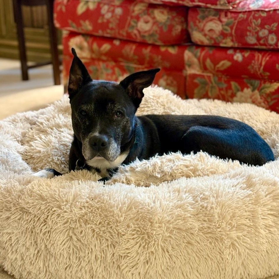 BETTY & BOOTSY (BONDED SENIOR SISTERS) — thumbnail 3