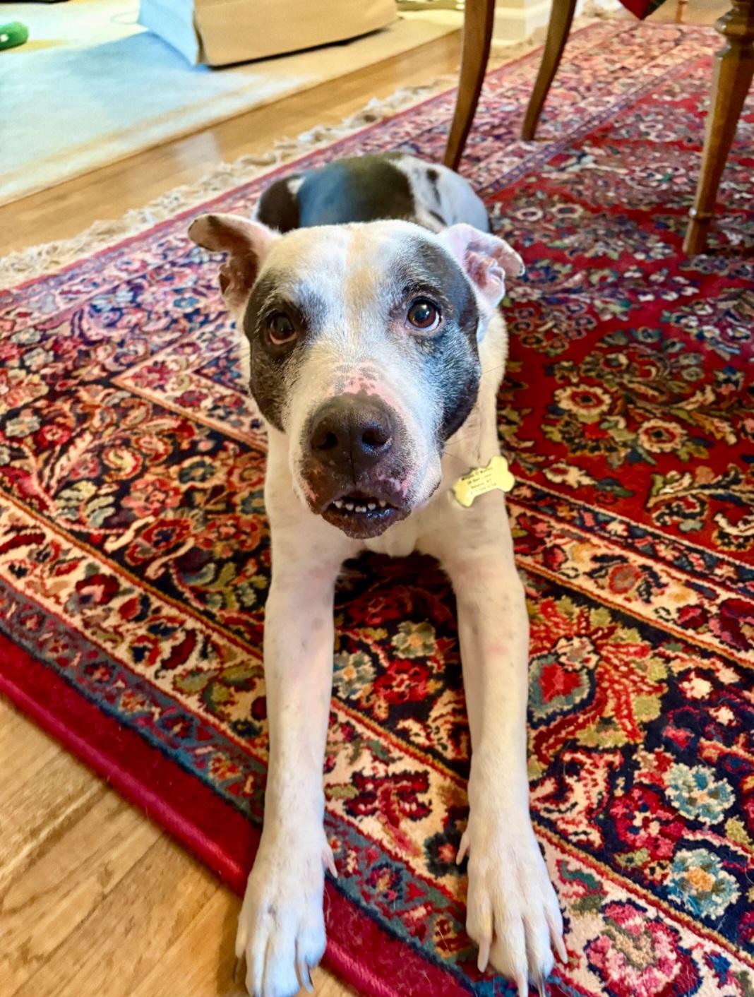 BETTY & BOOTSY (BONDED SENIOR SISTERS) — thumbnail 5