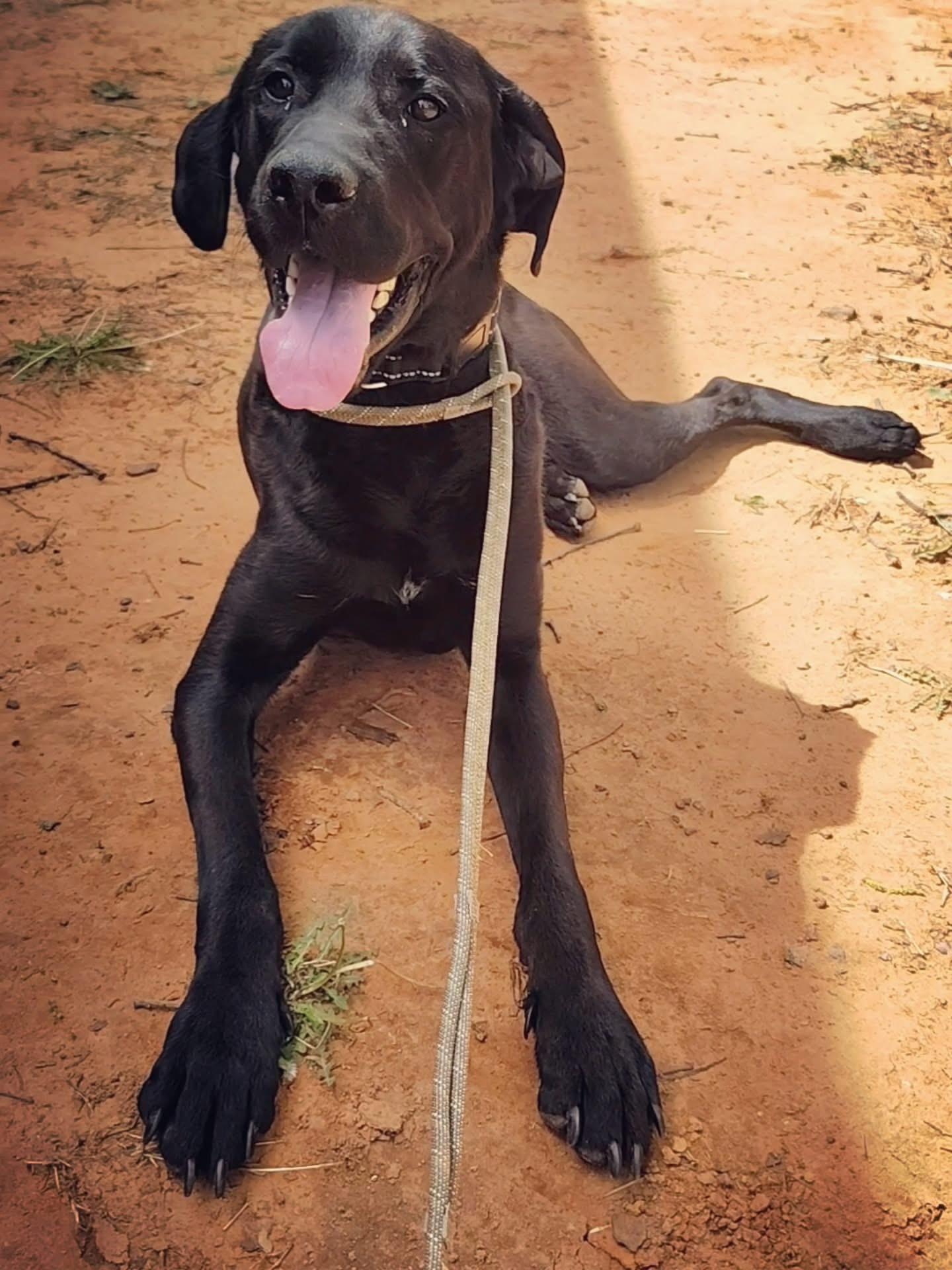 Enlarge Bosco, an adoptable mixed breed in Oklahoma City, OK image 2/2