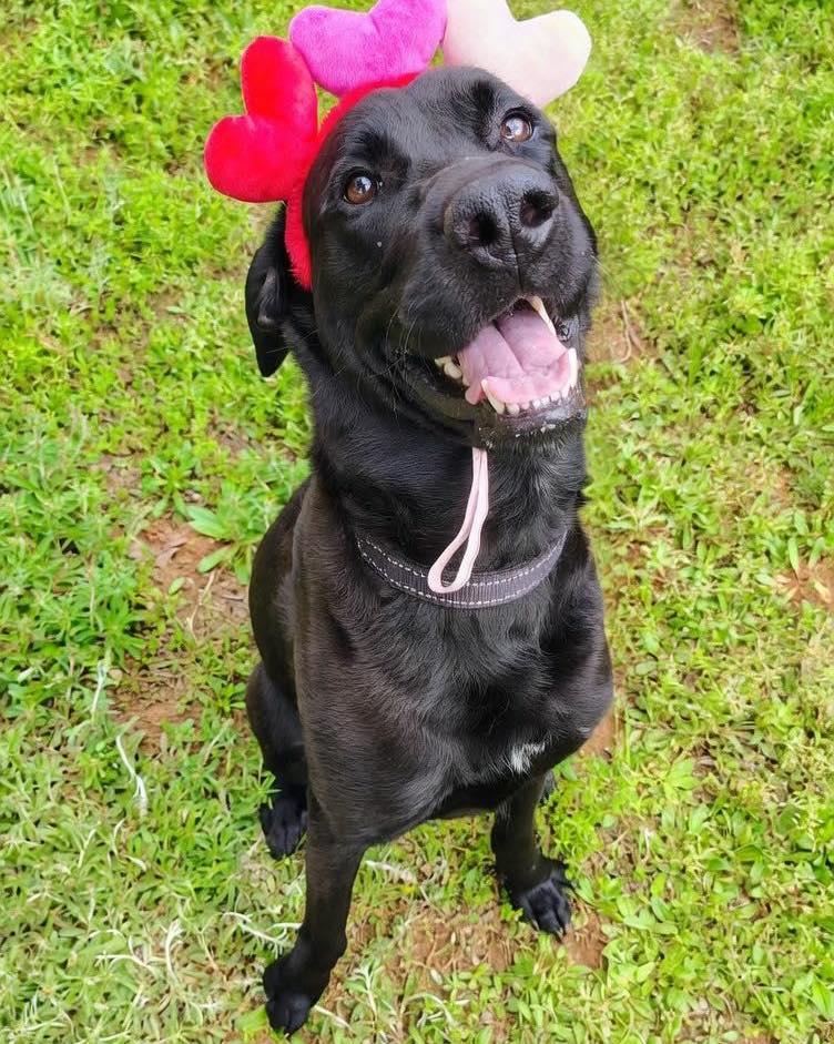 Enlarge Bosco, an adoptable mixed breed in Oklahoma City, OK image 1/2