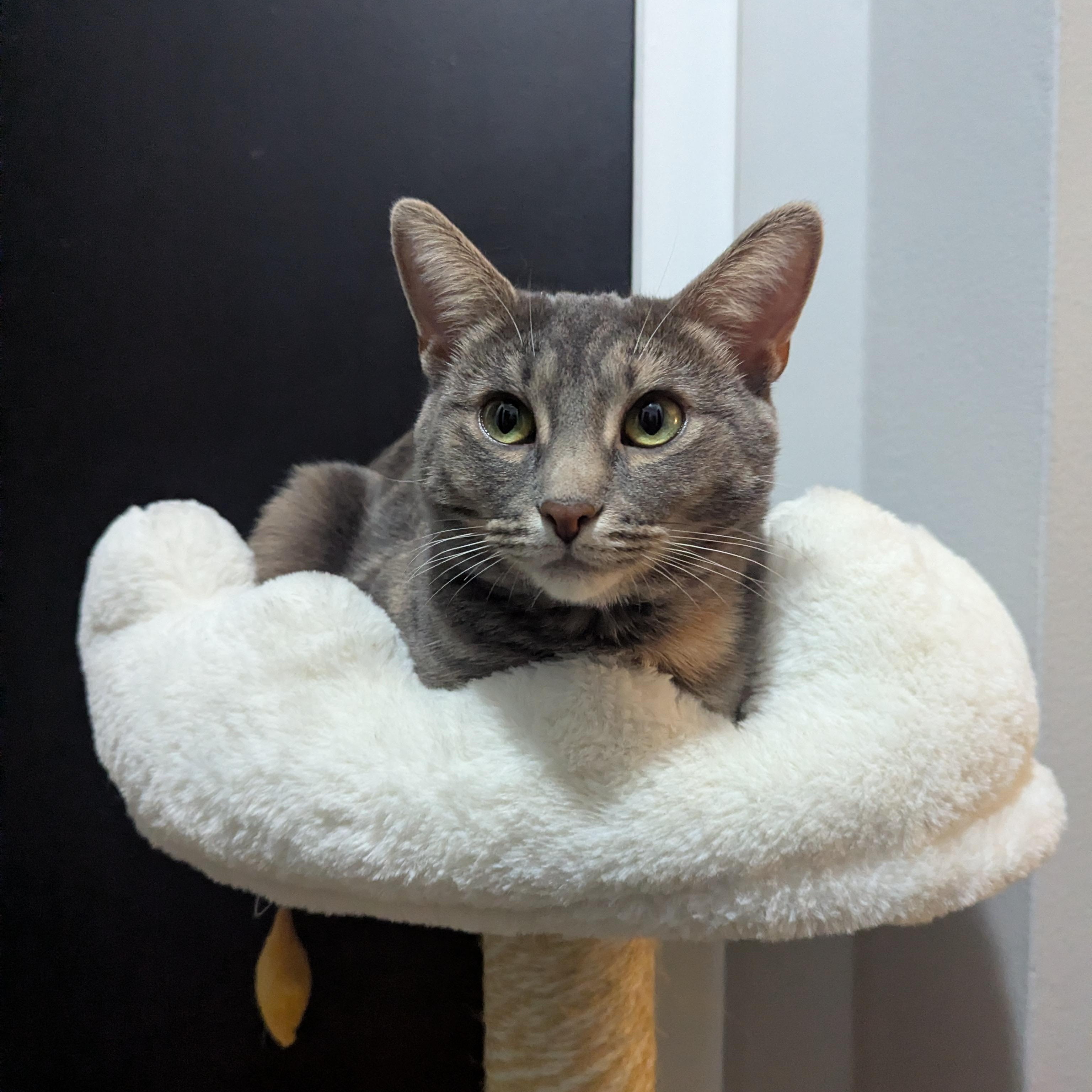Snooki, Adoptable, Young Female Domestic Short Hair.